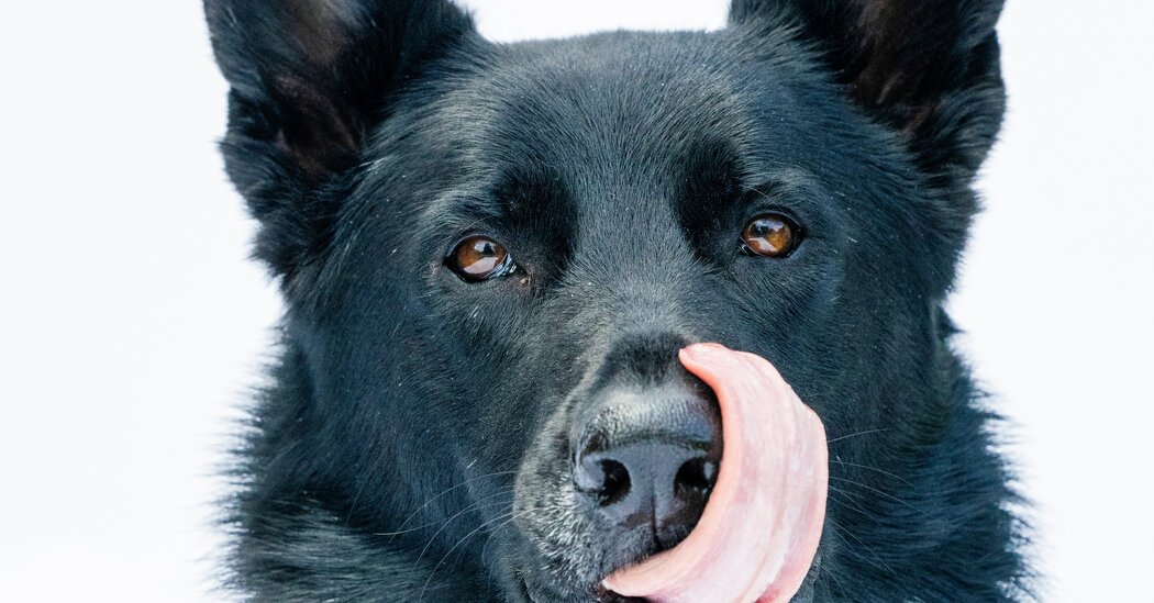 How Science Went to the Dogs (and Cats) - June 2024