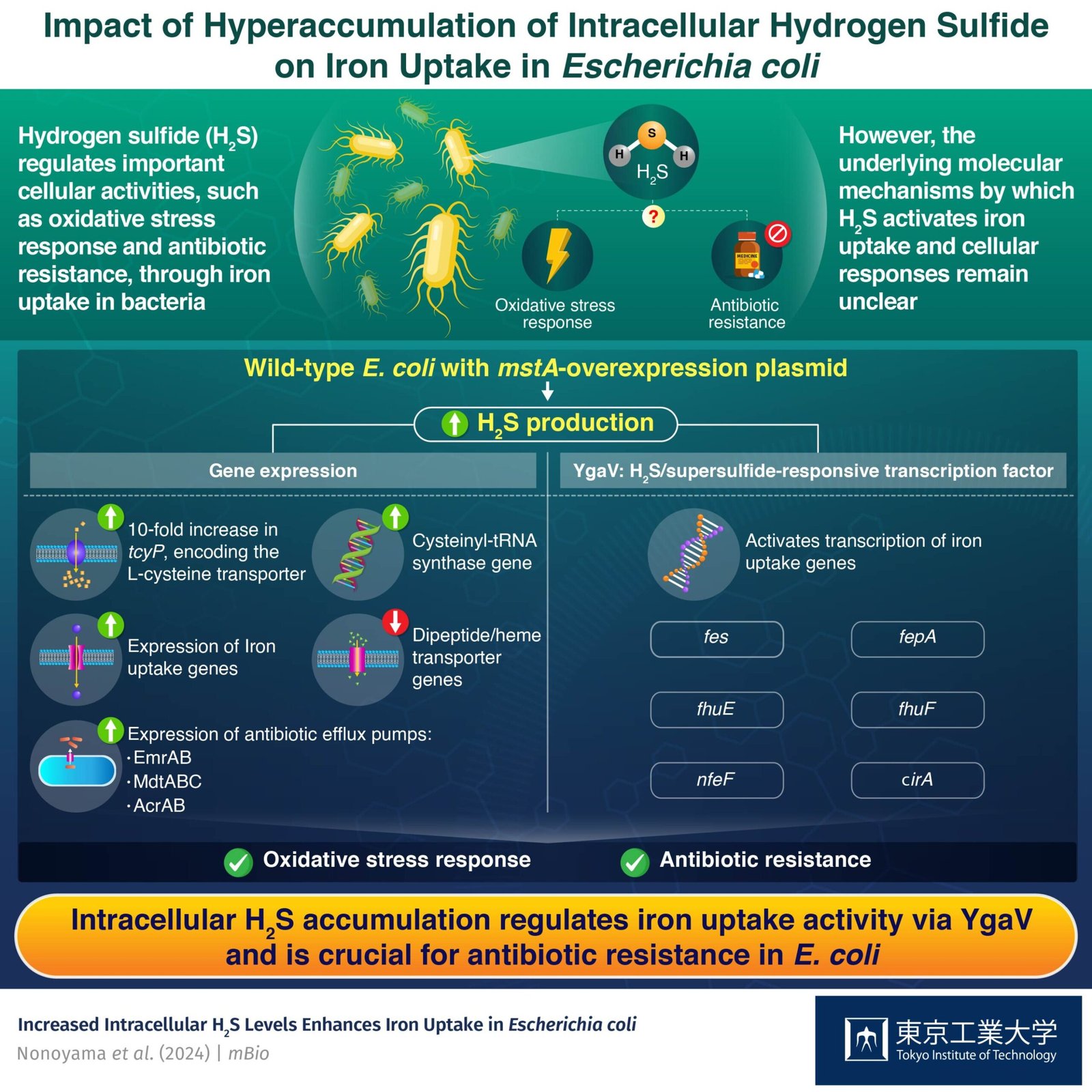 Exploring the role of hydrogen sulfide in the expression of iron uptake ...