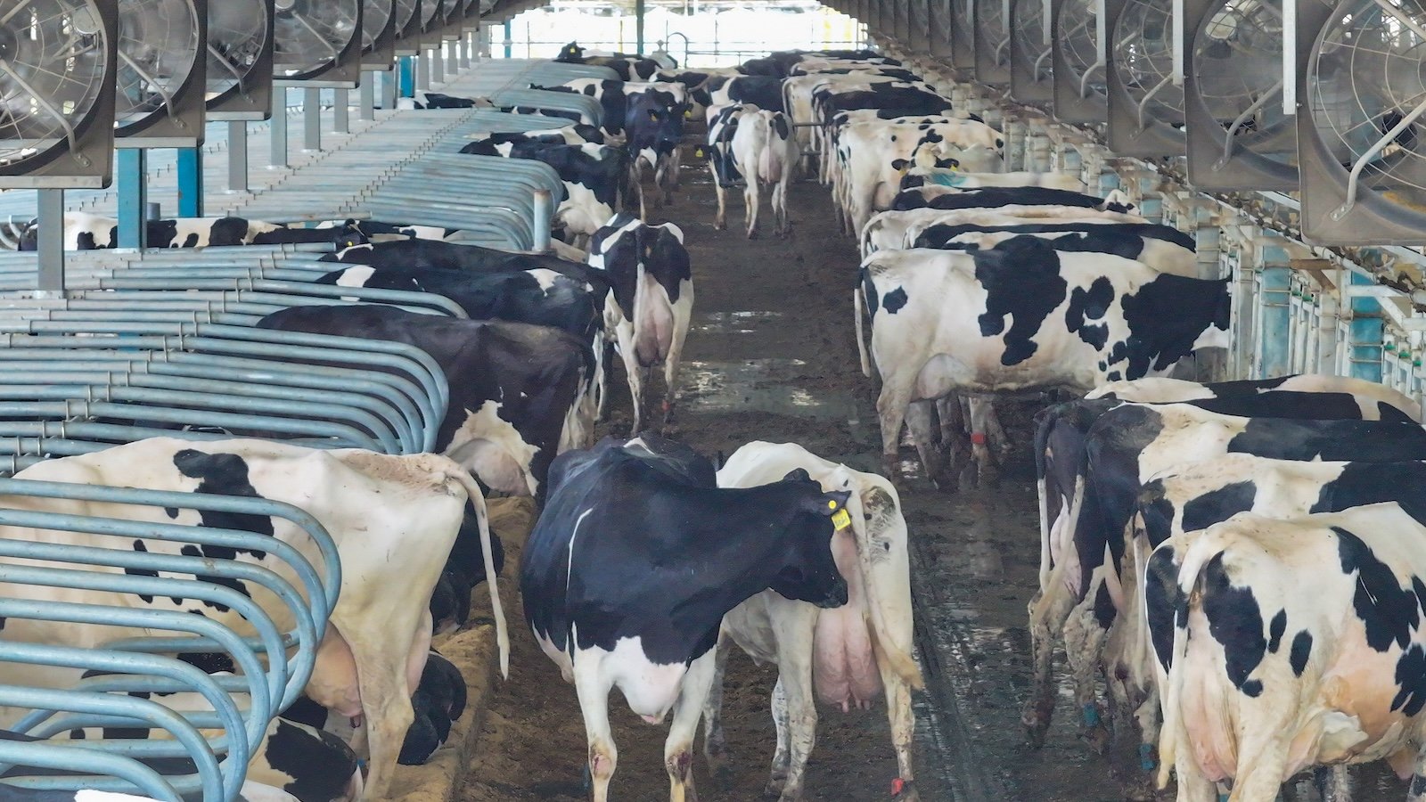 The World Bank has a factory-farm climate problem - July 2024