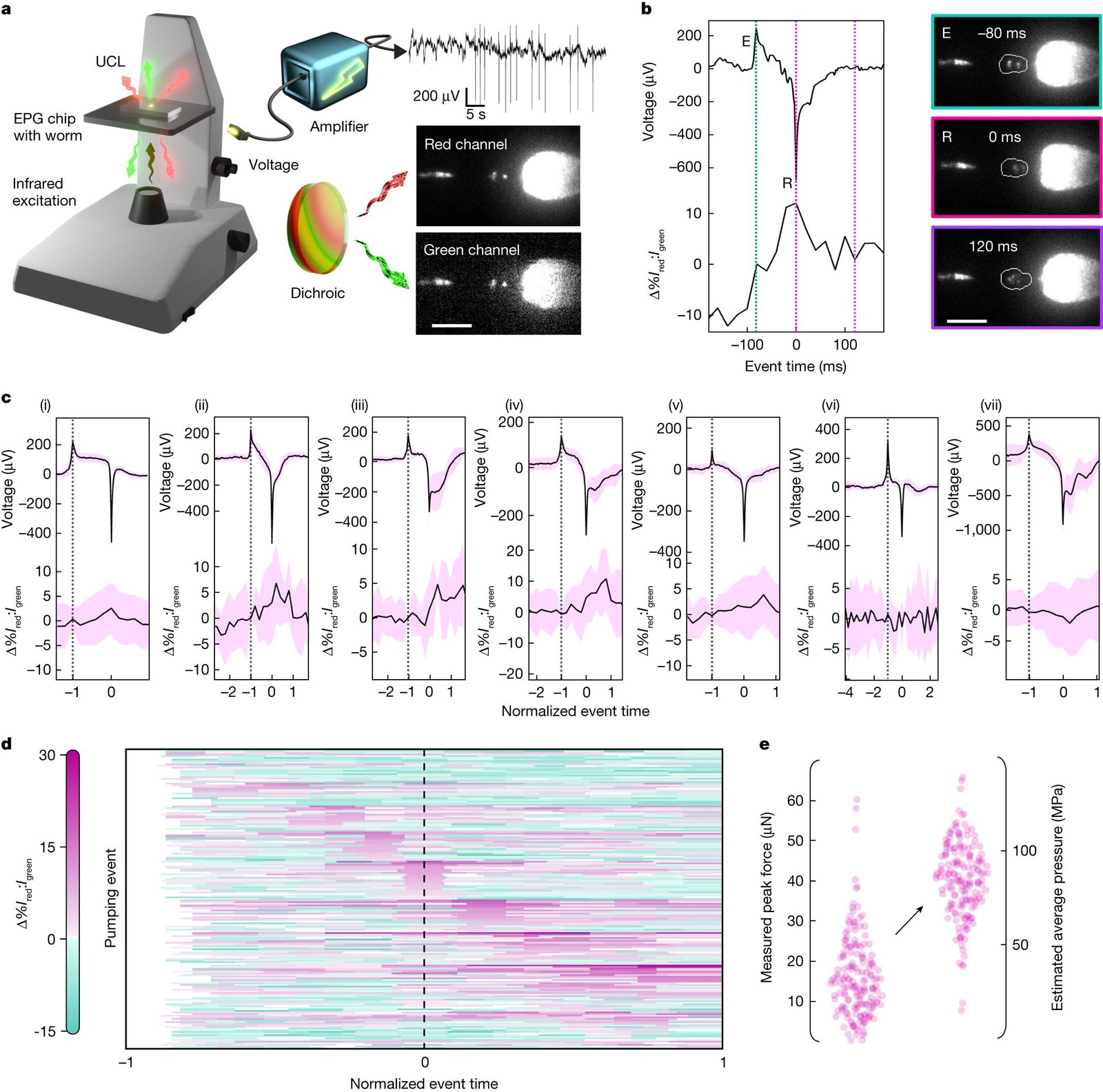 Nanoparticle technique gauges bite force in tiny C. elegans worms ...