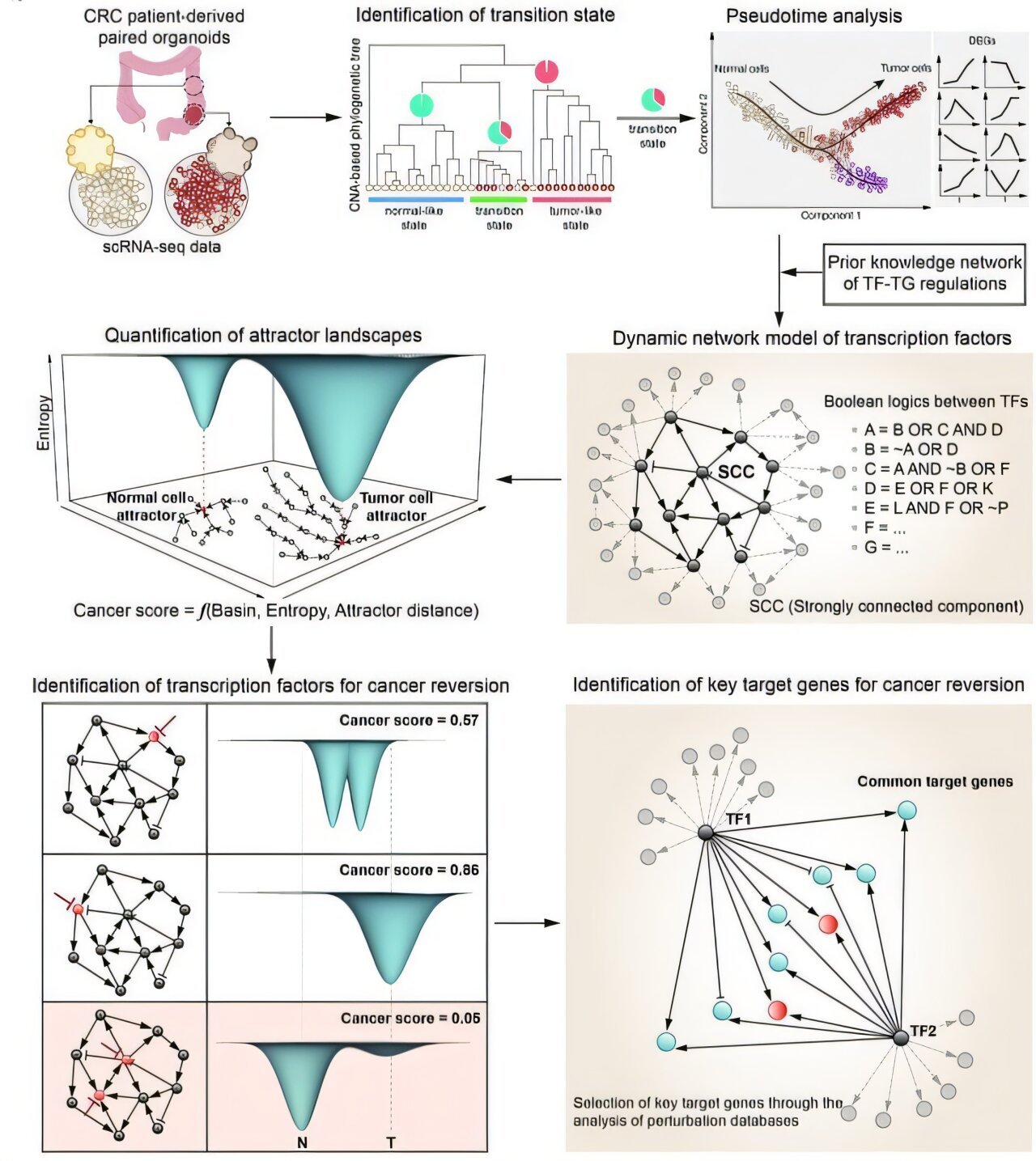 Molecular switch reverses cancerous transformation at the critical ...