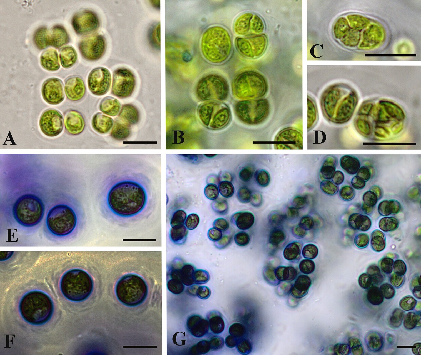 Newly discovered algae species offers insights into plant evolution and ...
