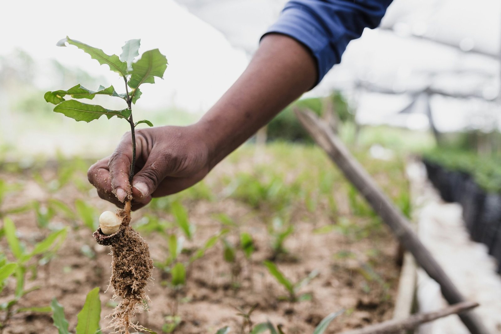 Why Freetown’s celebrated tree planting scheme won’t work for other ...