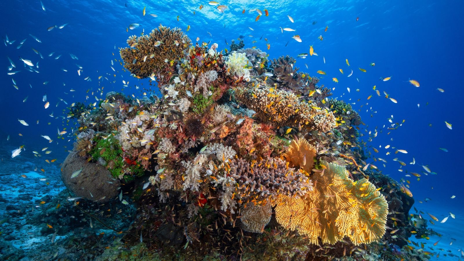 Medicinal Cures Within Coral Reefs - September 2025