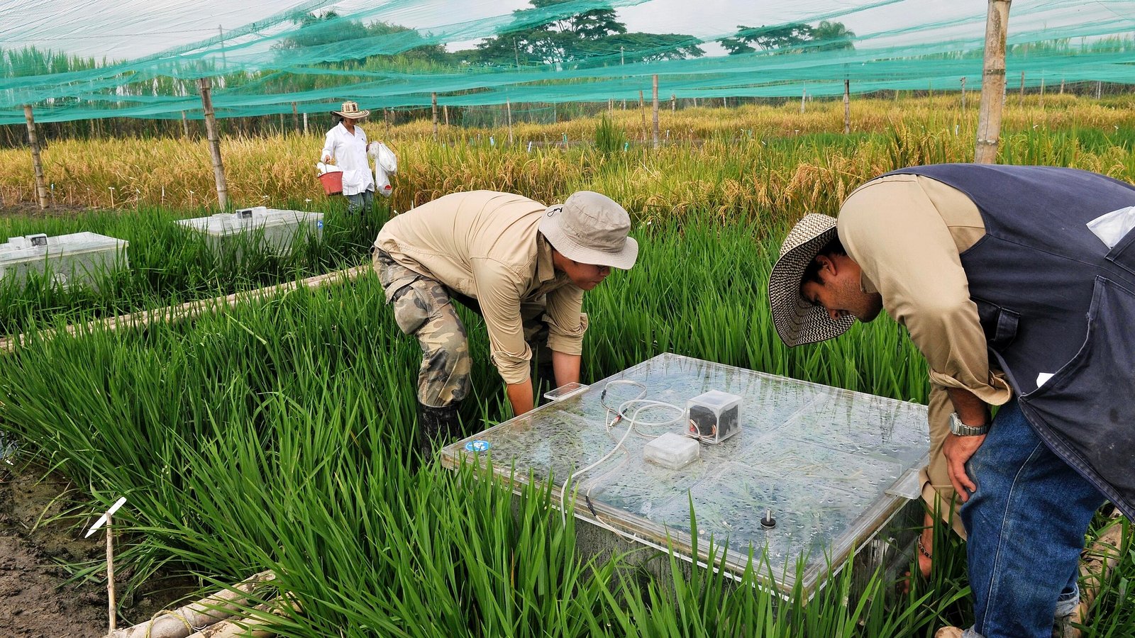 Yale Rice Scientists develop climate-friendlier rice » Yale Climate Connections ...