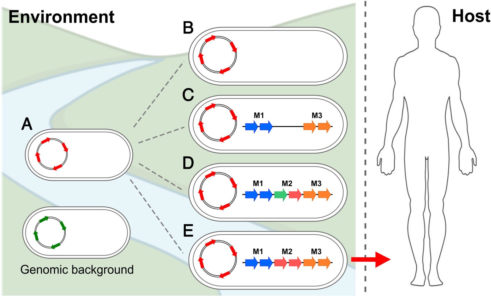 Pathogen Circular Genetic bottlenecks help explain which cholera strains become pandemic ...