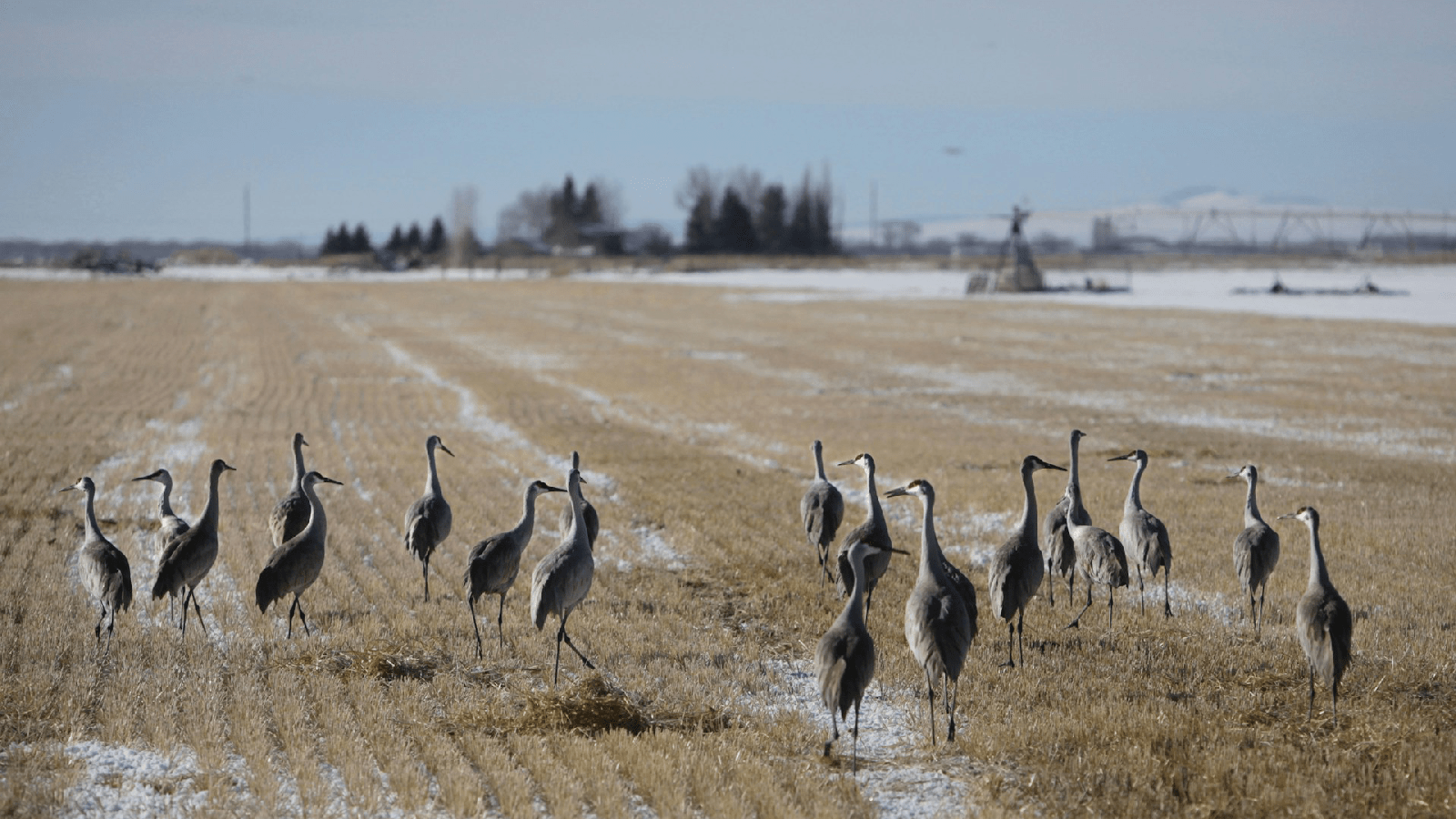 How farmers can help rescue water-loving birds » Yale Climate ...