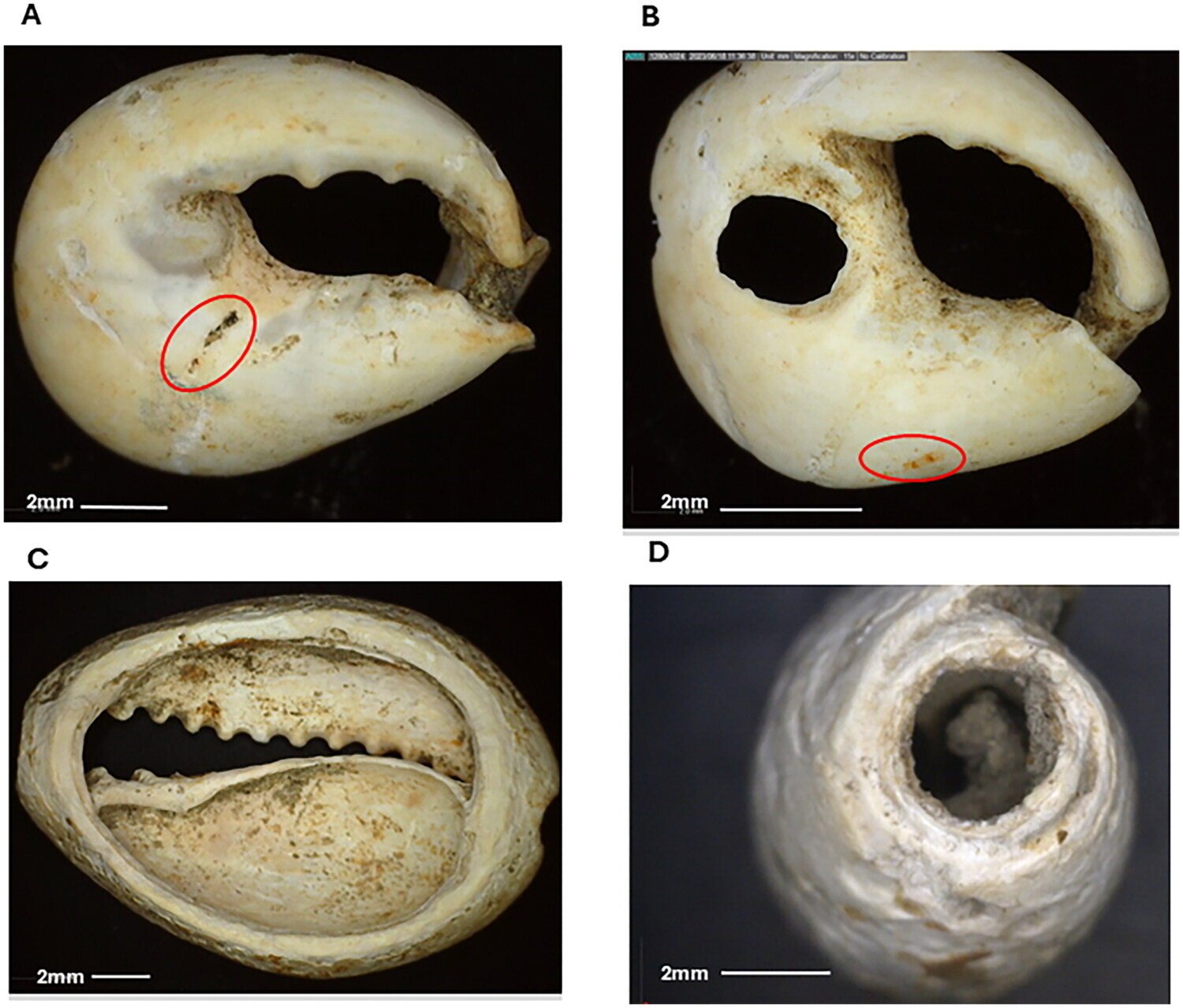 Ancient shells and pottery reveal the vast 3,200-years-old trade routes ...