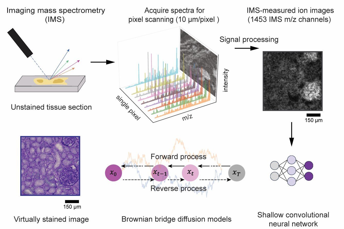 Deep learning advances imaging mass spectrometry with virtual ...