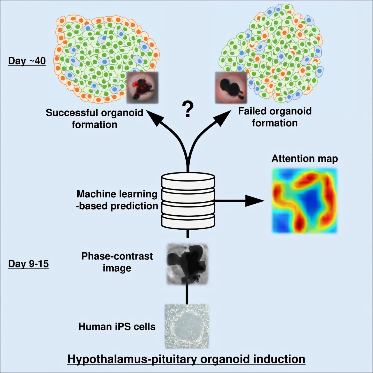 Predicting stem cell-derived organoid quality with machine learning ...
