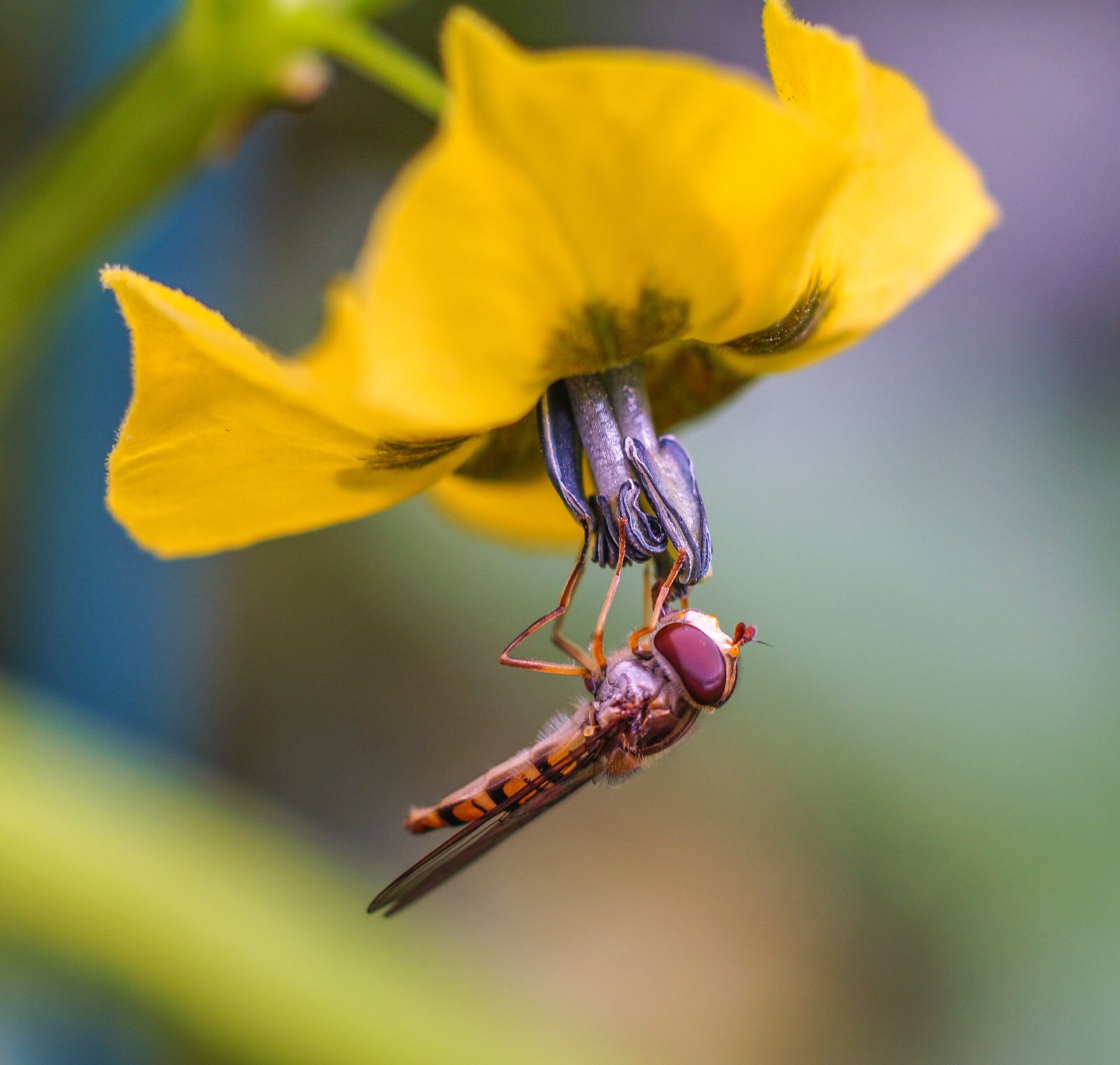Urbanization linked to a 43% drop in pollinating insects - July 2025