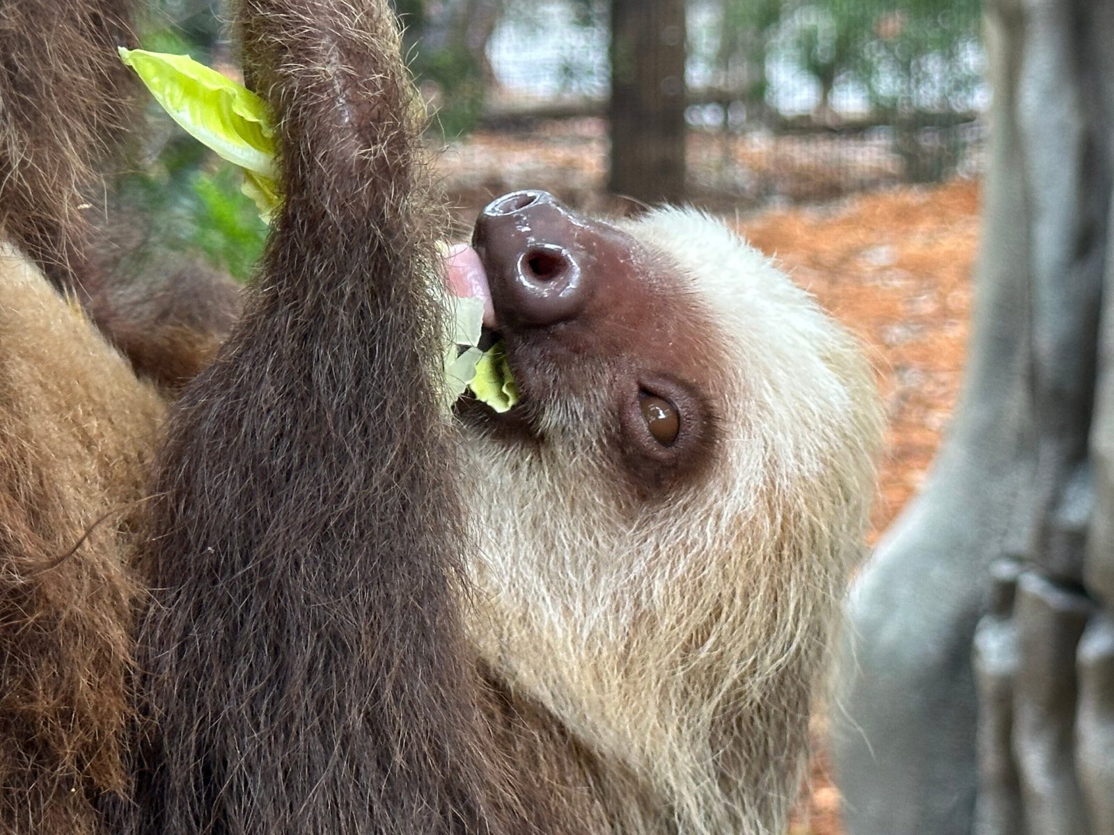 Golden lion tamarins and sloths become unlikely roommates at Palm Beach ...