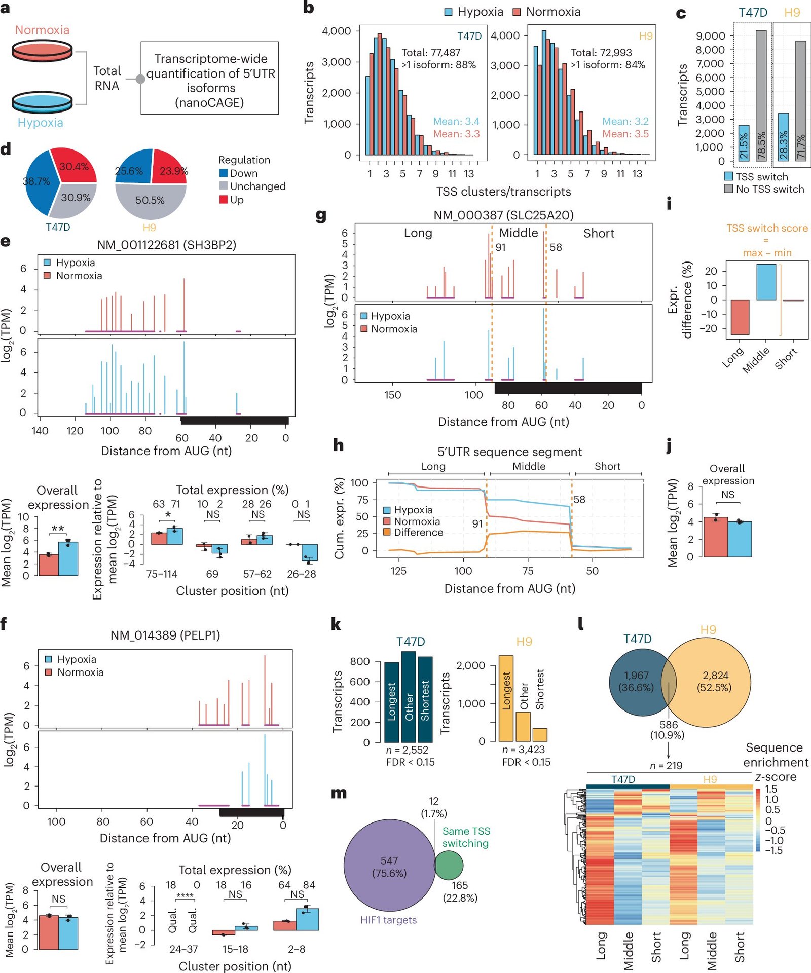 Epigenetic changes help cells adapt to low oxygen levels, study reveals ...