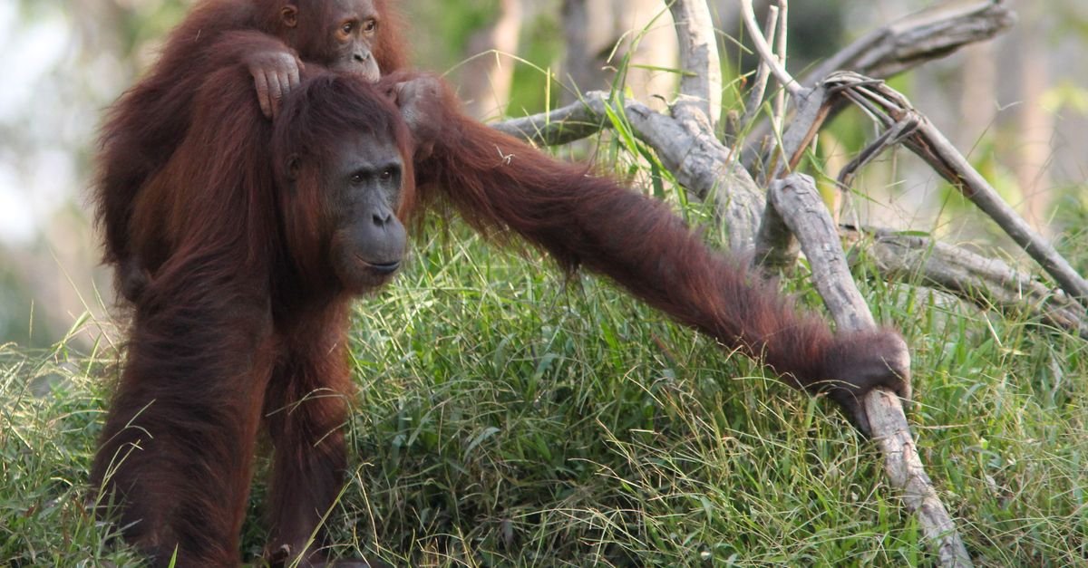 5 ways you can help save species from extinction - May 2025