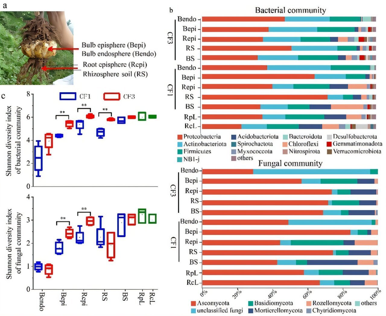 Engineered endophytic microbiomes boost crop health and suppress soil ...