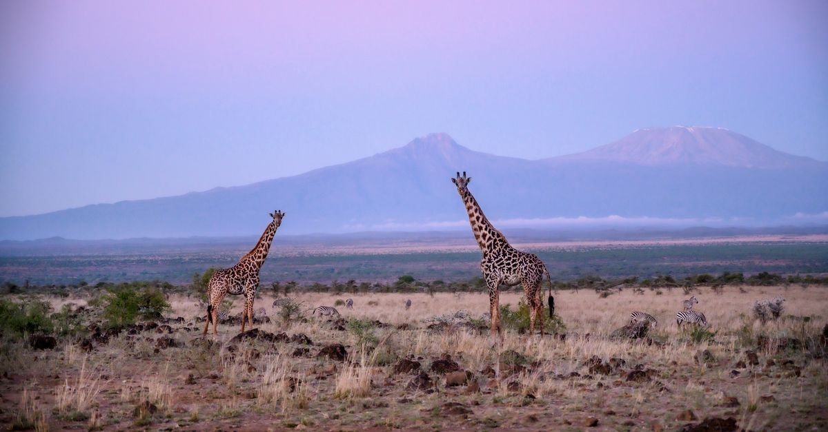 The giving trees: In Kenya, forests keep communities from the brink ...