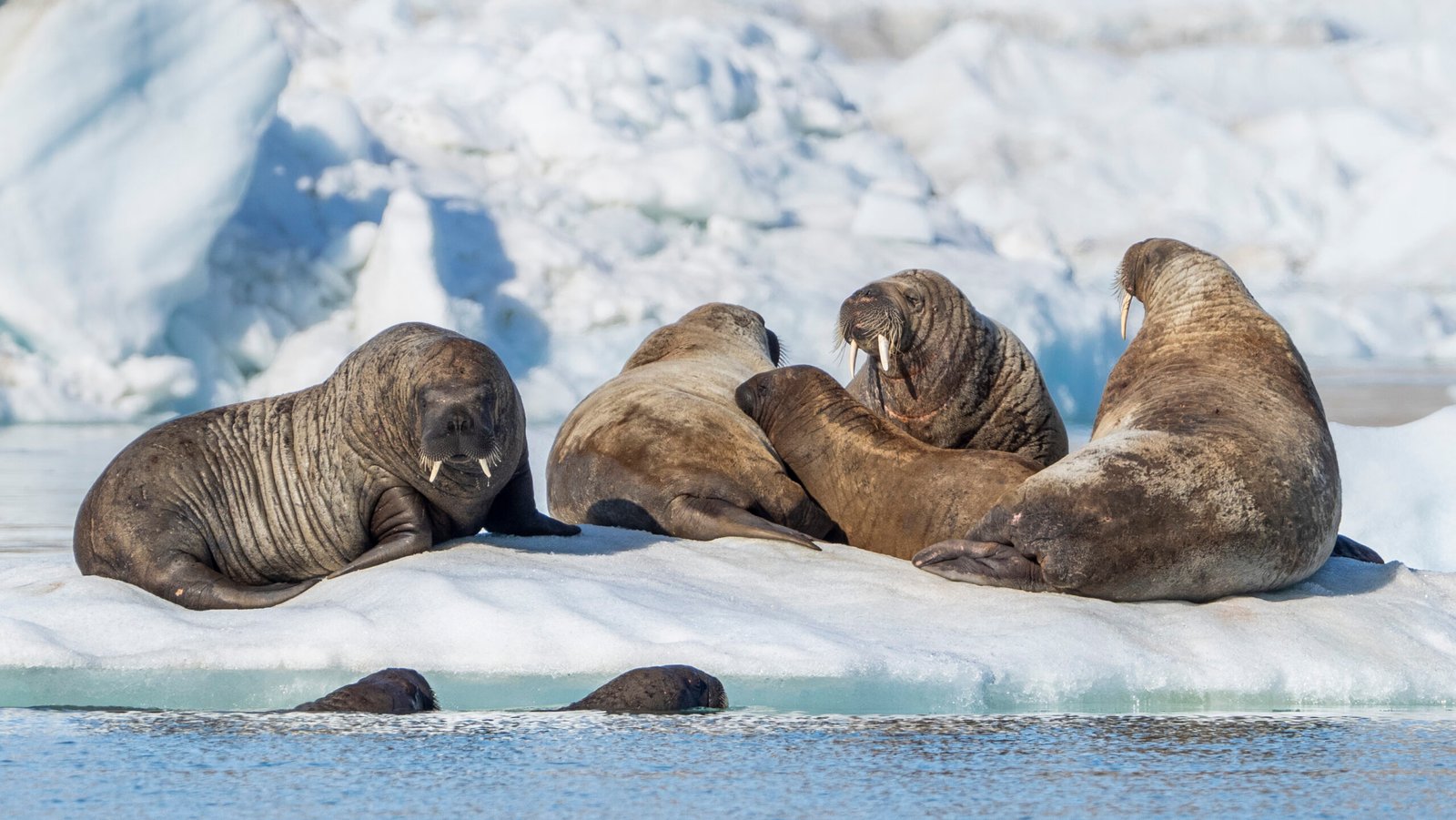 5 Animals That Need Sea Ice to Thrive - July 2025