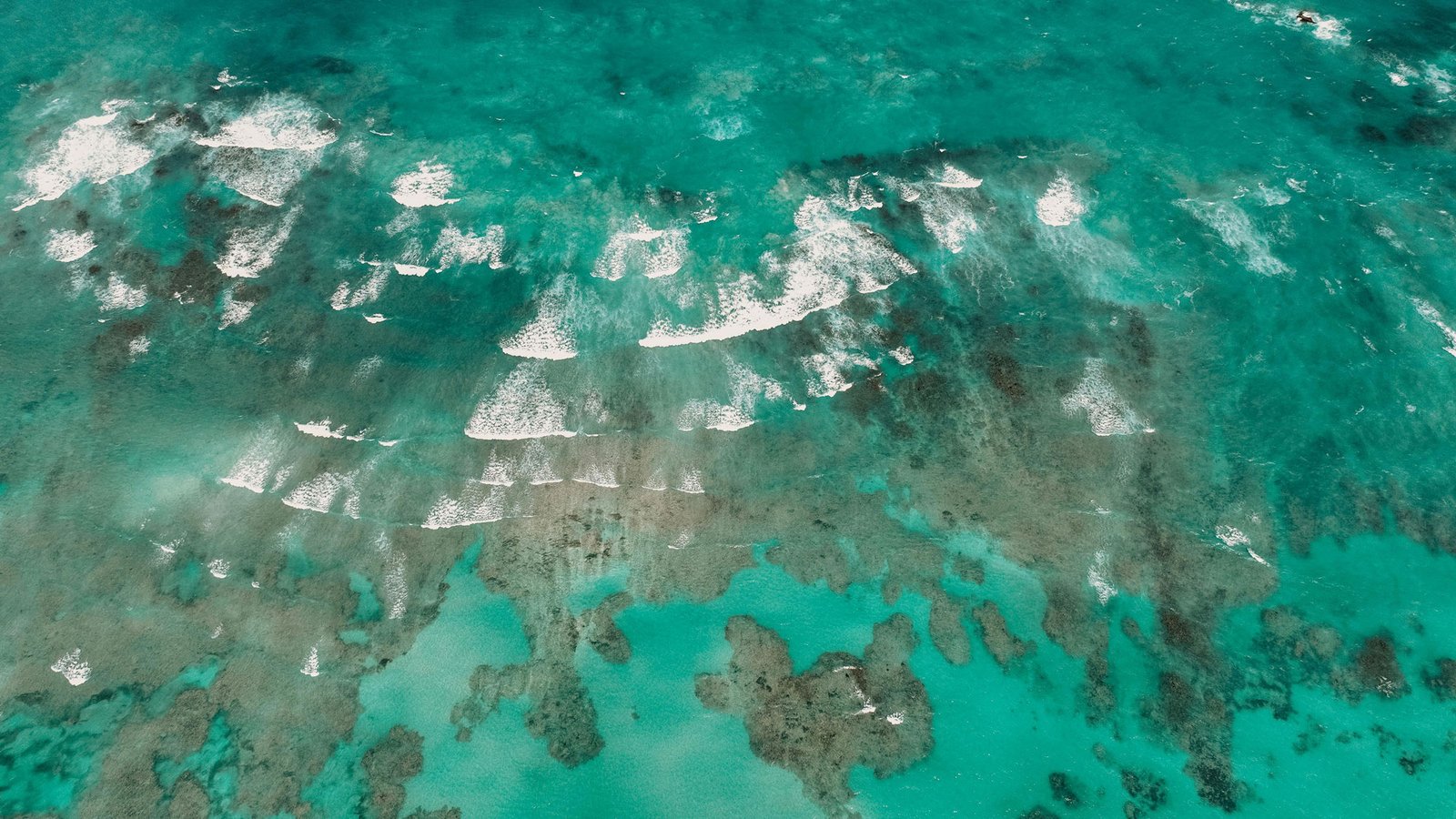 Why Connected Reefs Matter for the Future of Coral Conservation - June 2026